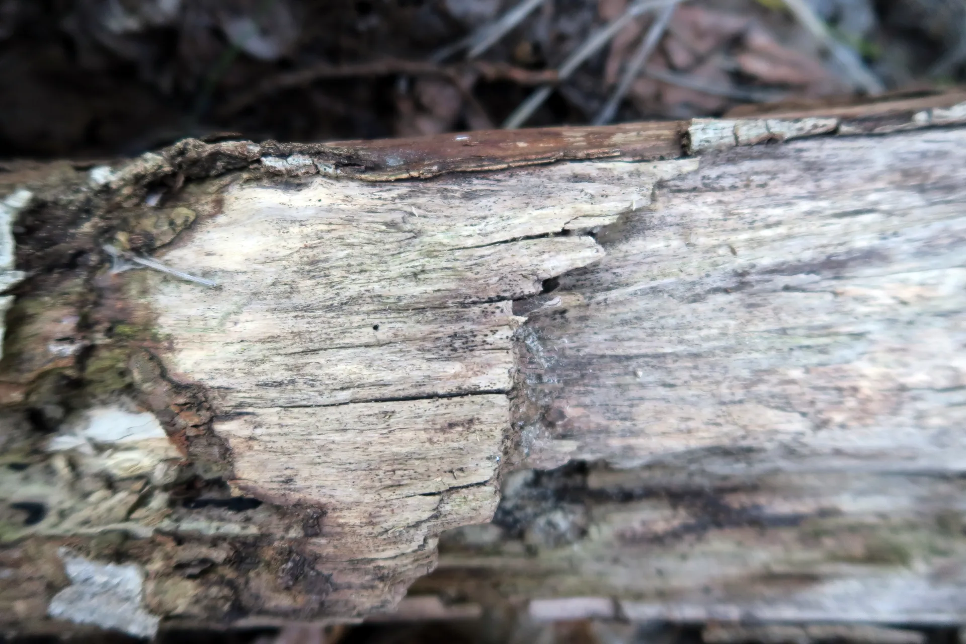 Lophiotrema rubi - 1